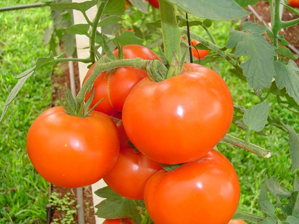 Preços do tomate fecham maio em queda nos atacados