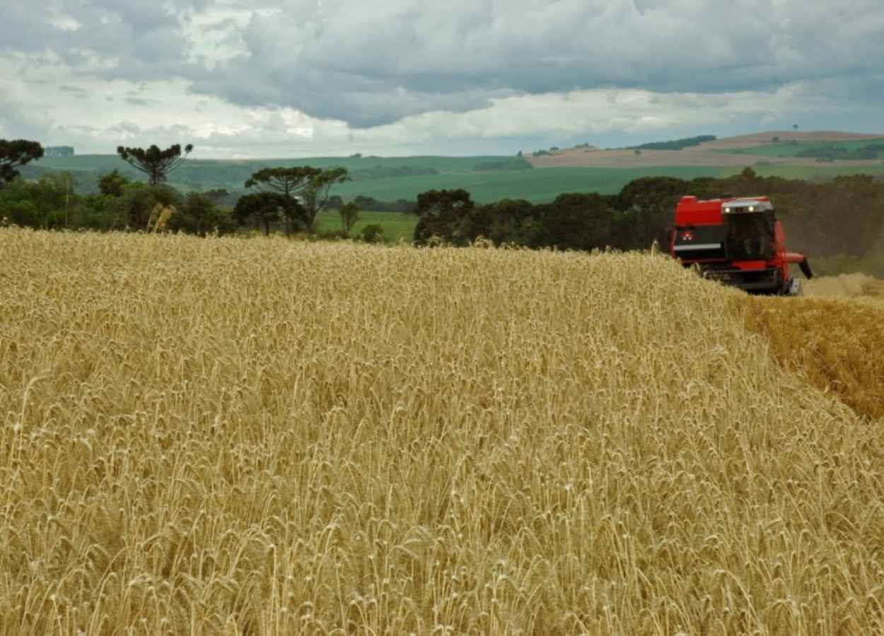 Trigo, aveia, canola e cevada apresentam desenvolvimento satisfatório, com expectativa de bom rendimento no Estado