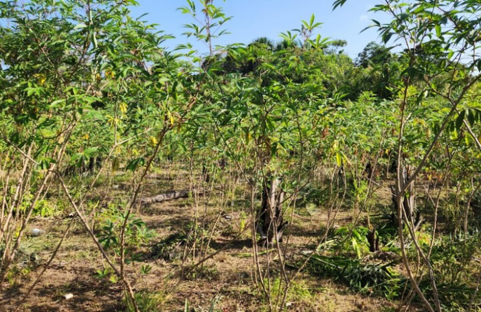 Ministério da Agricultura confirma Ceratobasidium theobromae em mandioca no Amapá