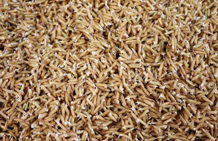 Estudo demonstra que arroz germinado é mais nutritivo