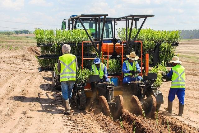 Startup realiza o plantio 20 milhões de mudas pré-brotadas de cana na safra 2021/22