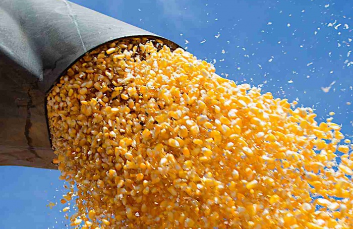 Melhoramento genético, ambiente de produção e manejo