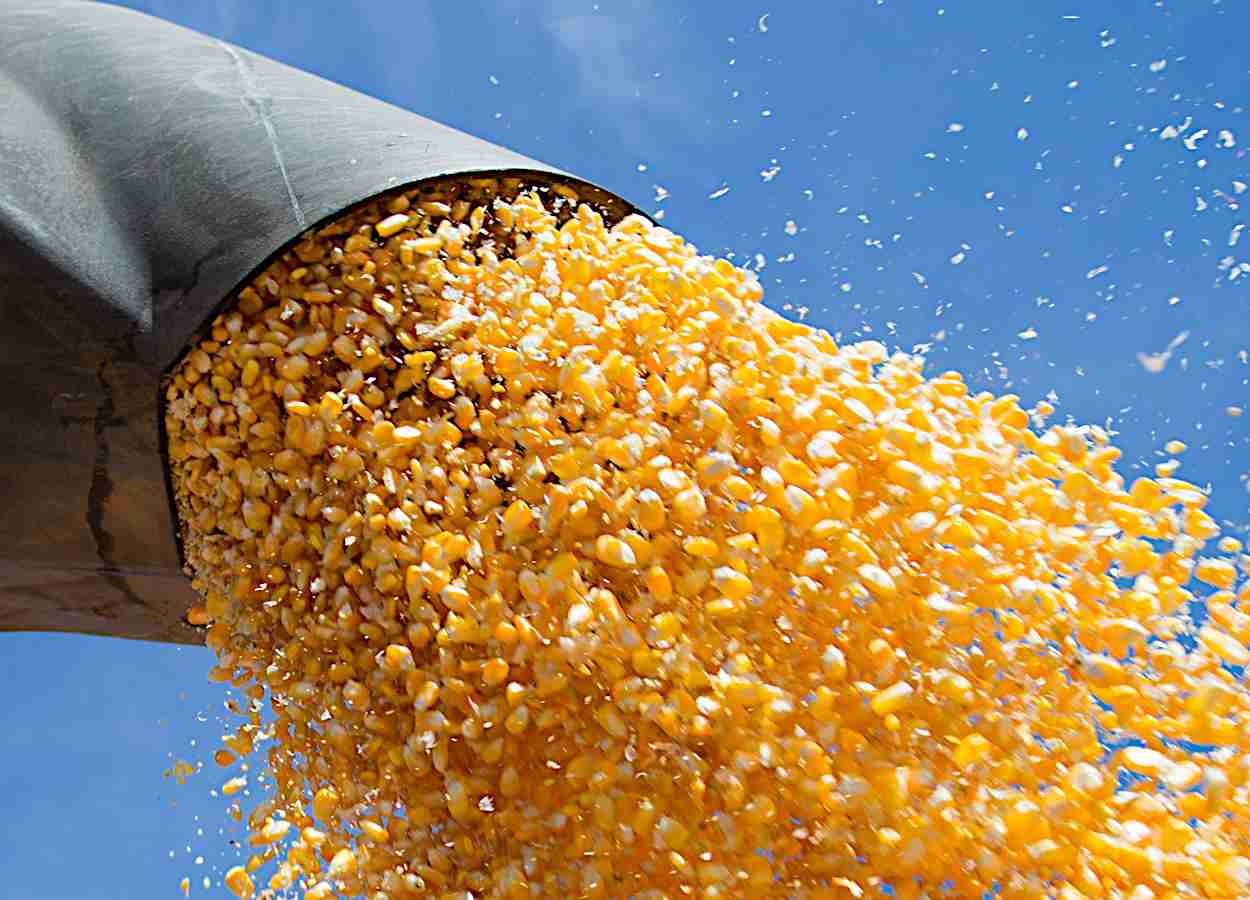 Mejoramiento genético, ambiente de producción y gestión