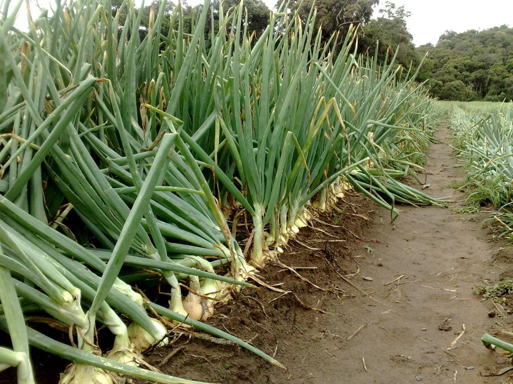 Topseed Premium launches two hybrid onion cultivars during SENACE