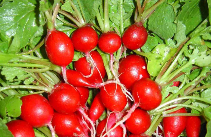 Metil jasmonato reduz danos celulares em rabanete