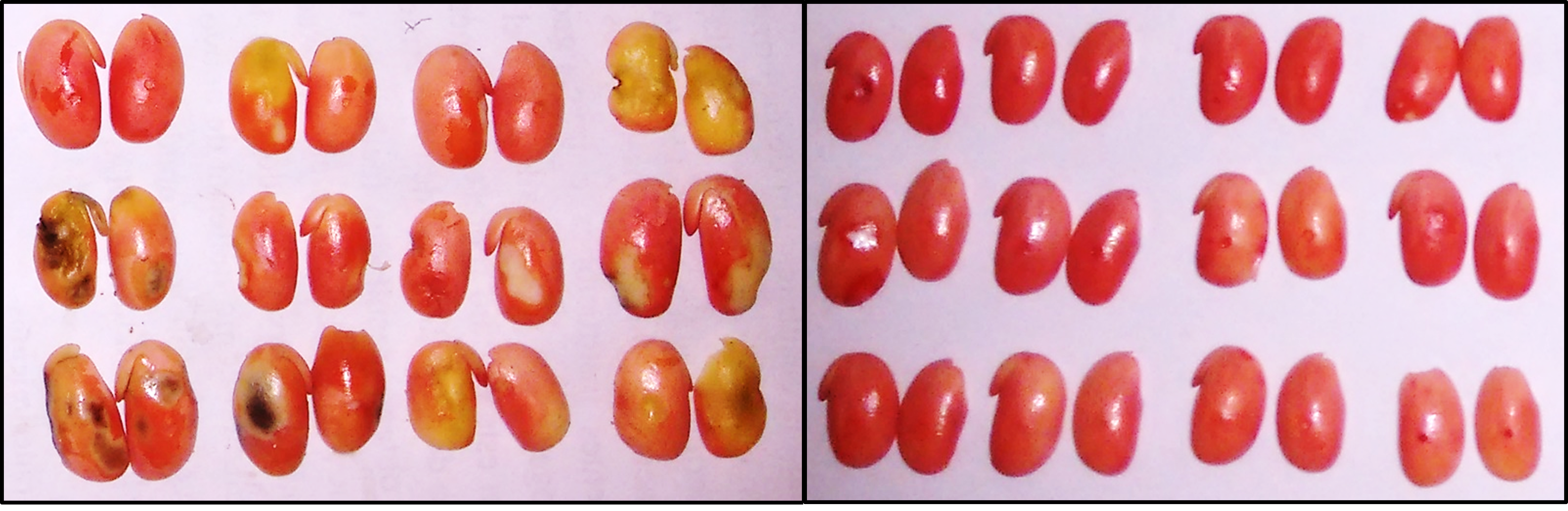 Teste de Tetrazólio: grãos de parcela sem aplicação de inseticida (esquerda) e com aplicação de inseticida (direita). - Foto: Clérison Perini