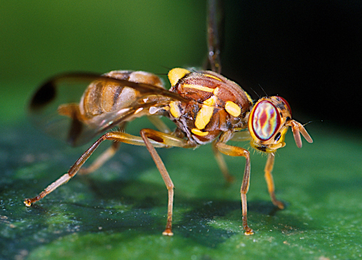 Foto:&nbsp;Scott Bauer, USDA