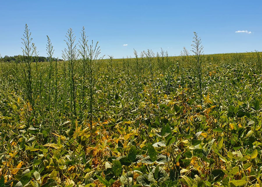 Estudo nacional mostra panorama da resistência de plantas daninhas a herbicidas