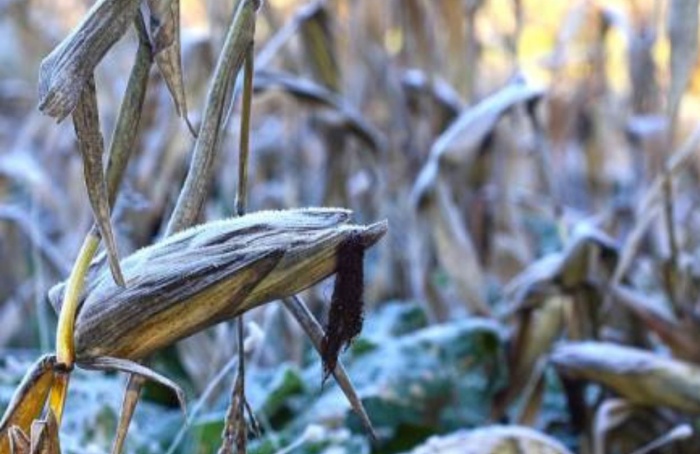 Nova tecnologia mapeia efeitos de geadas em lavouras