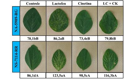 Figura 5. Danos foliares e peroxidação lipídica (nmol [TBARS] g-1 MF]) de plantas de soja submetidas a aplicação de lactofen (LC) e cinetina (CK).