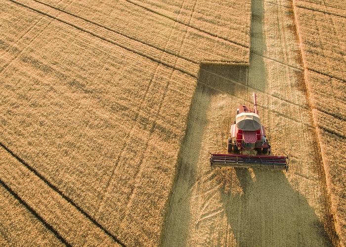 Cooperativas do sul buscam conhecimento sobre trigo do Cerrado