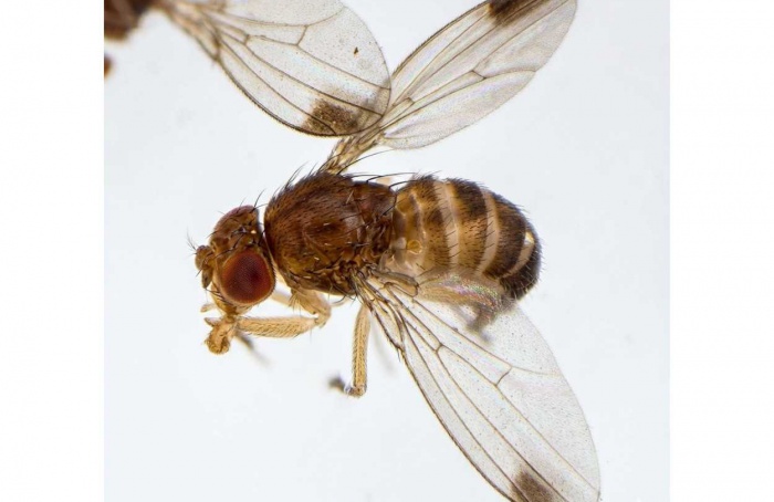 Nanoemulsão de pichana controla Drosophila suzukii