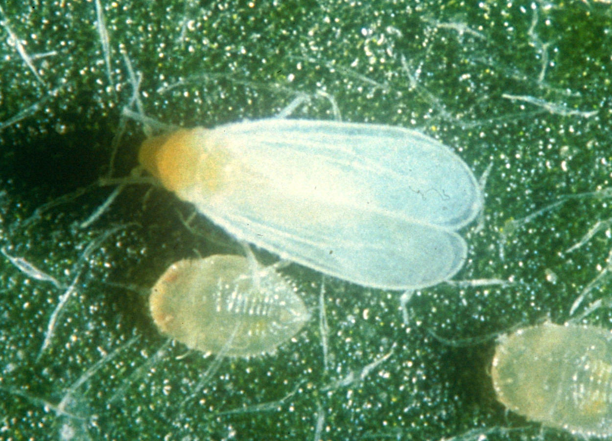 Foto: W Billen, Pflanzenbeschaustelle