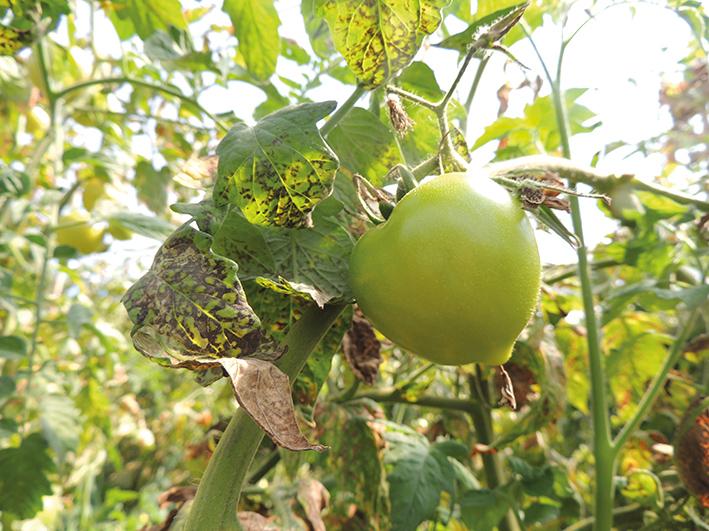 Importância dos cuidados do pré plantio até a pós colheita com vírus y da batata em tomate
