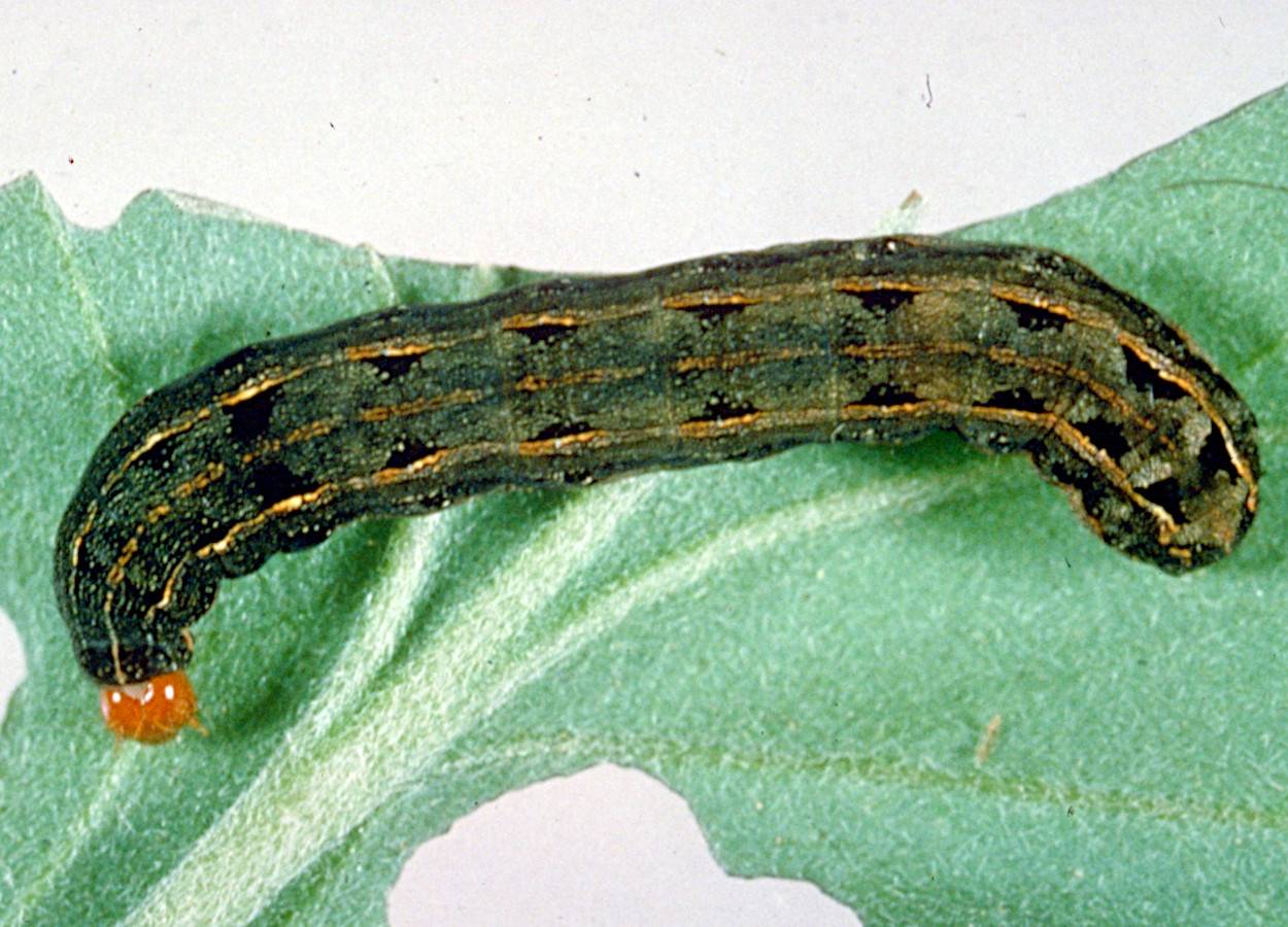 Foto:&nbsp;Central Science Laboratory Harpenden