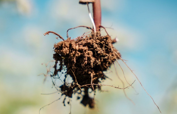 Agricultura regenerativa ganha reforço com nova parceria