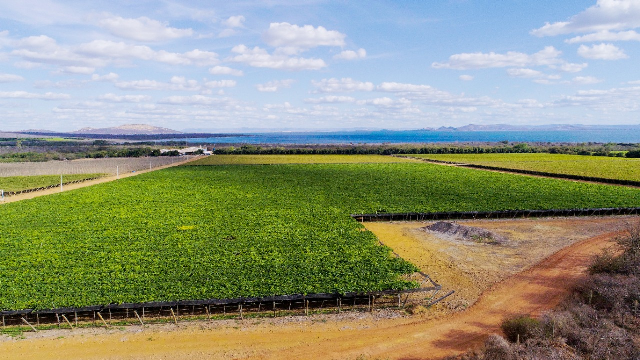 Fruticultura irrigada de alta tecnologia: a mágica do gotejamento na caatinga do Vale do São Francisco