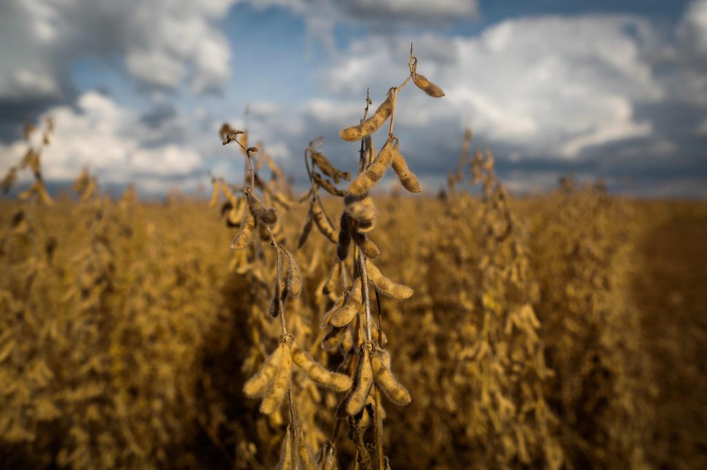 Produção de grãos marca recorde final de 253,7 milhões de toneladas