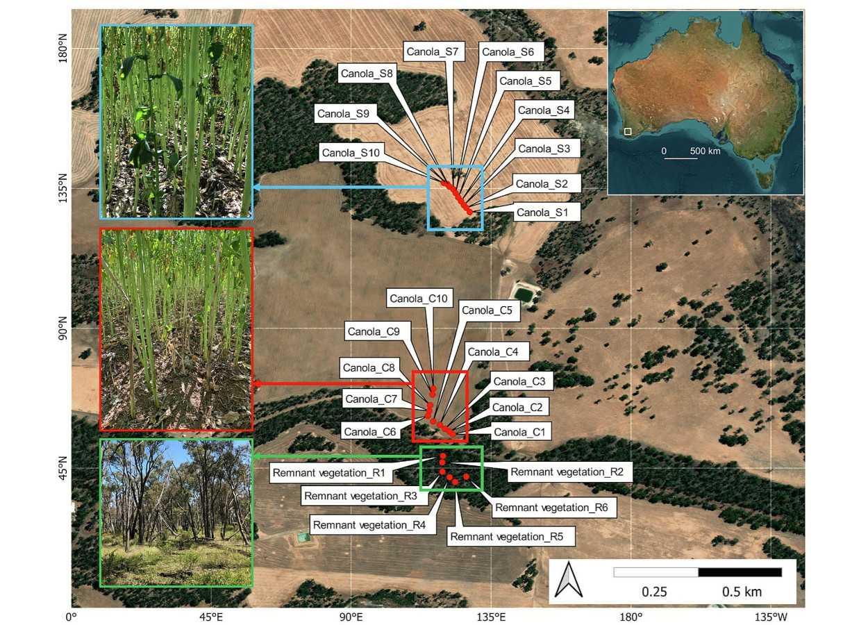 Localização dos locais de estudo de amostras de solo em Kojonup, Austrália Ocidental, com as fronteiras estaduais representadas em janeiro de 2022 -&nbsp;doi.org/10.1016/j.apsoil.2025.106722