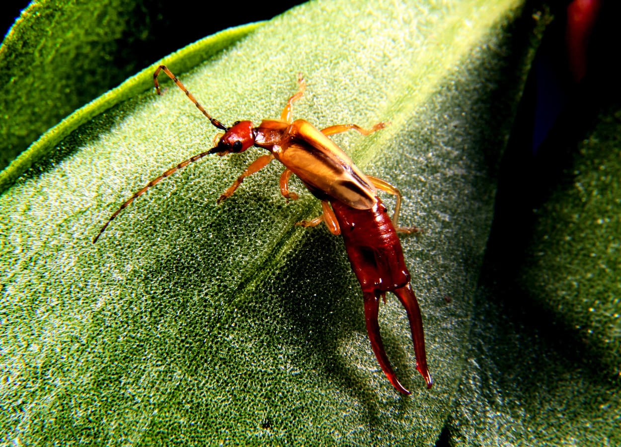 Foto: Paulo Lanzetta