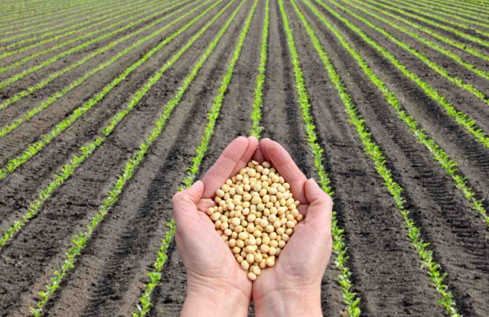 Datagro Grãos: comercialização da soja brasileira na safra 2023-24 alcança 65,7% da produção estimada