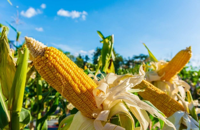 Milho reage no mercado externo com suporte do etanol