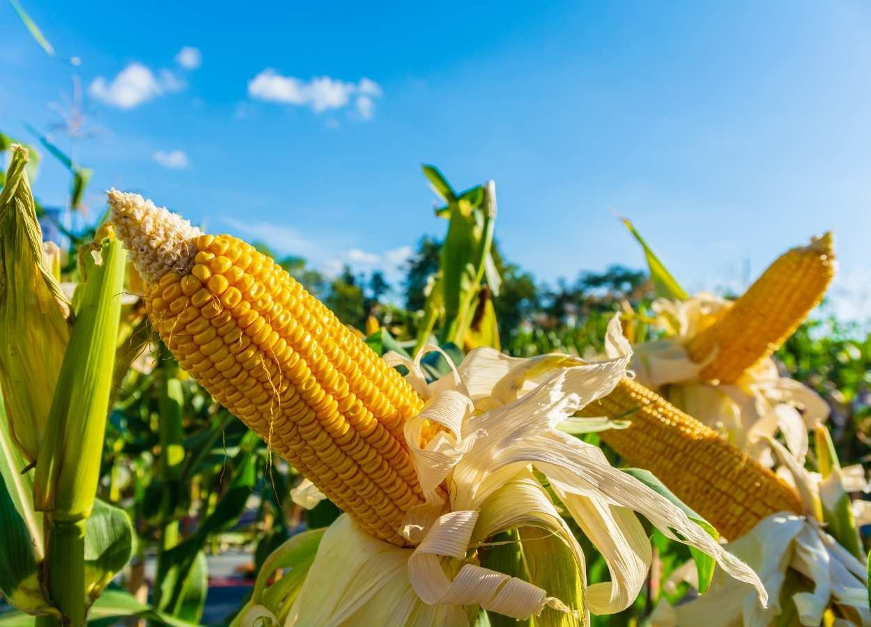 Milho reage no mercado externo com suporte do etanol