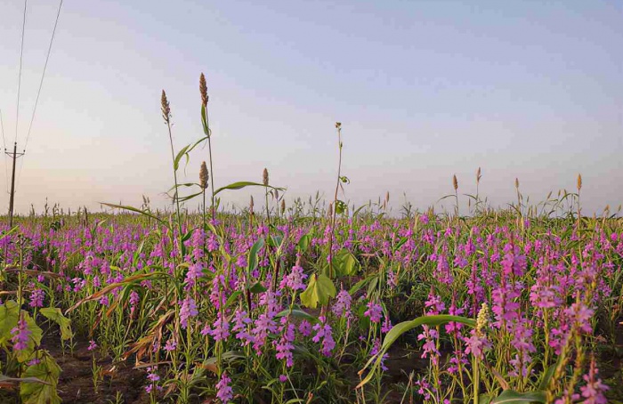 Plantas parasitas usam “chave química” para não atacar a si mesmas