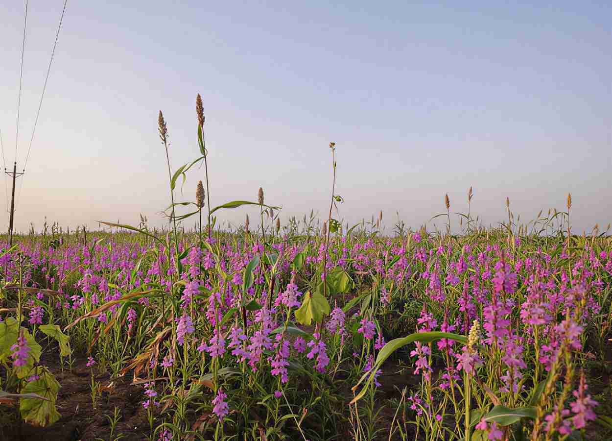 Plantas parasitas usam “chave química” para não atacar a si mesmas