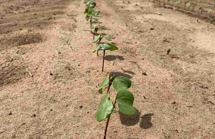 BA Safra 2025/26: concluído plantio do algodão