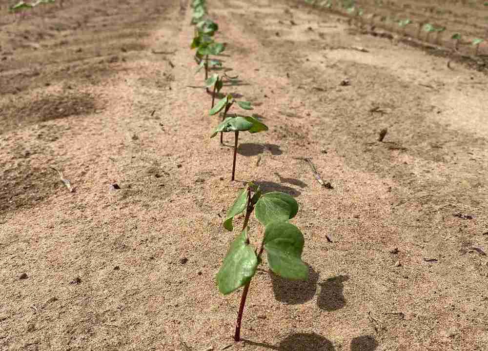 BA Safra 2025/26: concluído plantio do algodão