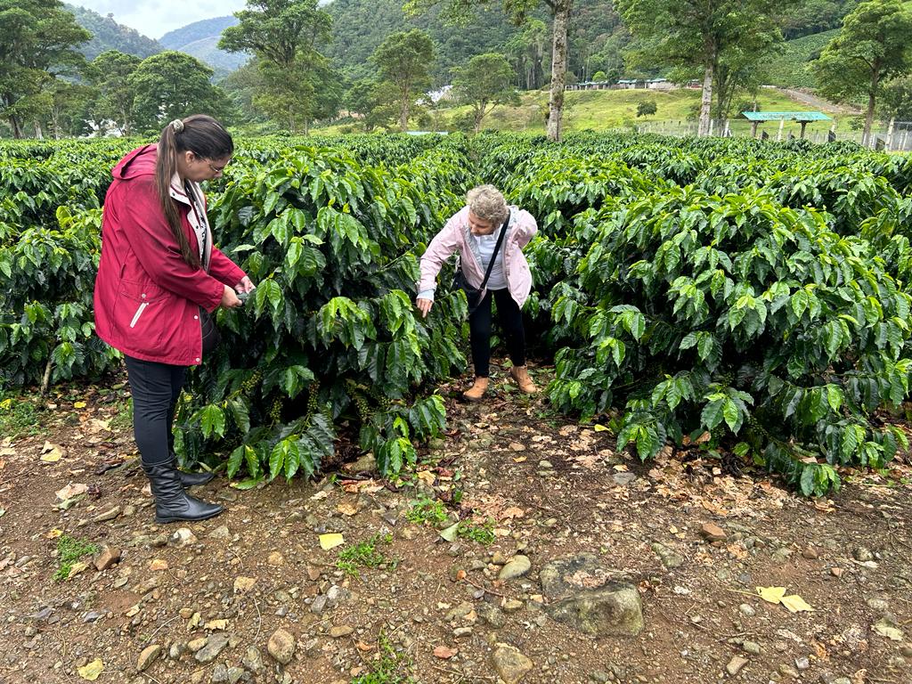 Pesquisadoras da EPAMIG vão à Costa Rica para reuniões técnicas sobre café agroecológico