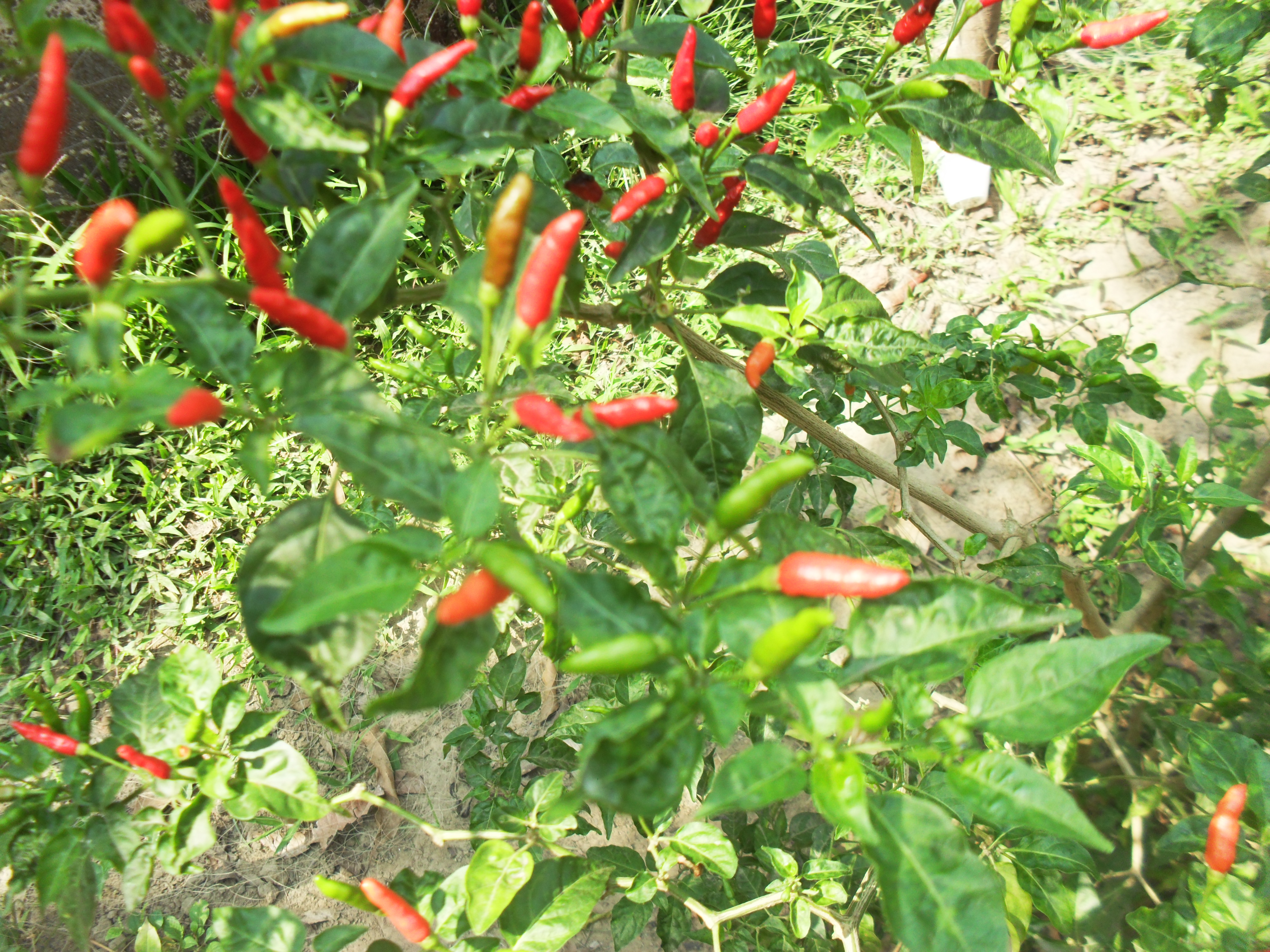 A pimenta Malagueta está entre as espécies afetadas.