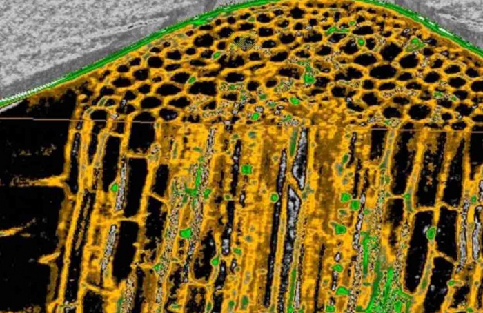 Micro-CT revela como Fusarium invade raízes de tomate