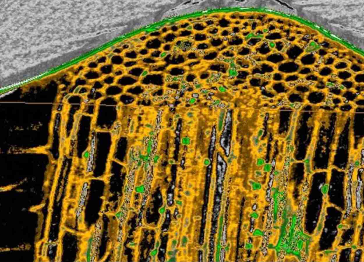 Micro-CT revela como Fusarium invade raízes de tomate
