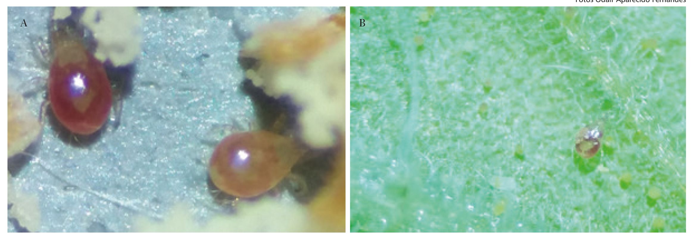 Figura 1 - Ilustração de fêmeas adultas de Amblyseius tamatavensis (A) e detalhe de uma fêmea sobre folíolo de tomate contendo ovos de mosca-branca, que são preferidos para alimentação deste predador.