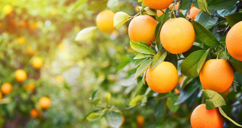 Projeto de inteligência computacional pretende facilitar a contagem de frutos nas laranjeiras