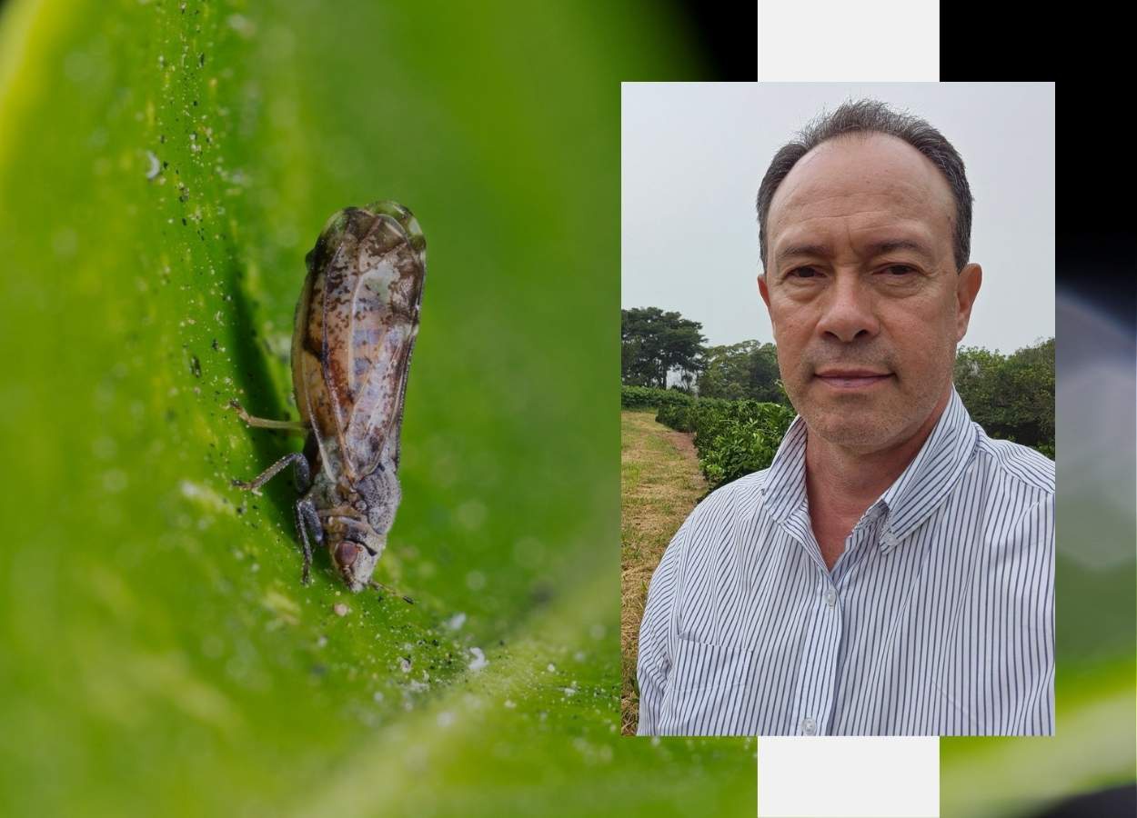 Especialista indica que a quebra do ciclo reprodutivo do psilídeo mudou conceito de controle químico da praga