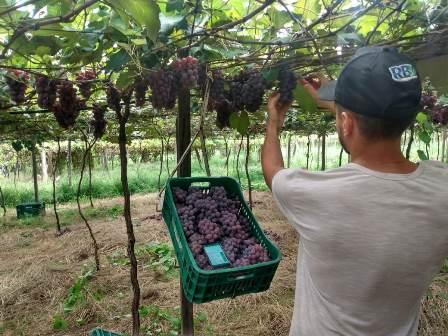 Tecnologia está inserindo agricultura familiar do cultivo de uva em grandes mercados