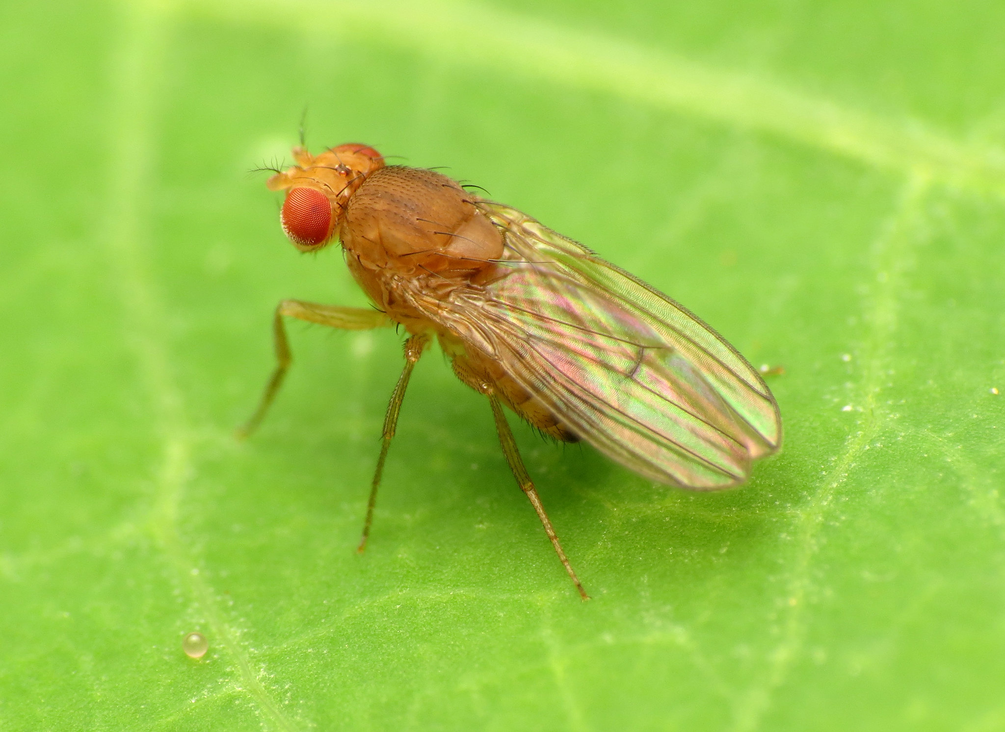 <i>Drosophila immigrans</i> - Foto:&nbsp;Katja Schulz