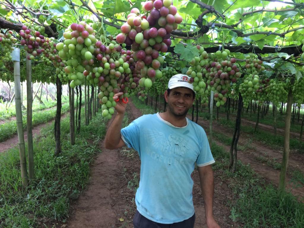 ​Produtores de uva investem em manejo nutricional  comemoram sucesso da safra