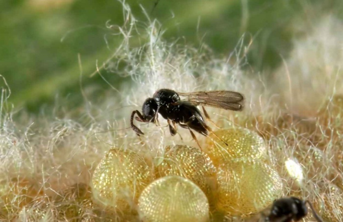 Como Telenomus remus evita superparasitismo em ovos de Spodoptera frugiperda