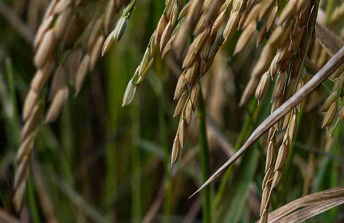 Viveiros alteram absorção de imidacloprido no arroz