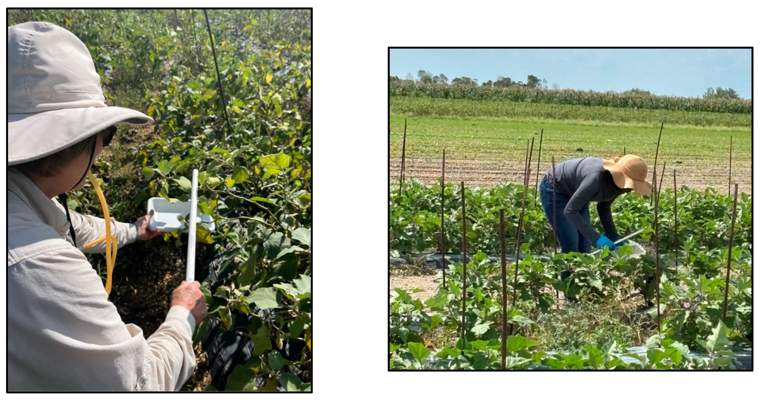 Método de coleta em bandeja, no qual os trabalhadores batem levemente na planta hospedeira sobre uma bandeja seca e aspiram as cigarrinhas da superfície, ou batem na planta sobre uma bandeja contendo uma solução -&nbsp;doi.org/10.3390/insects16121226