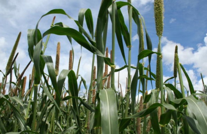 Pesquisadores da Embrapa orientam como recuperar solo agrícola após queimadas