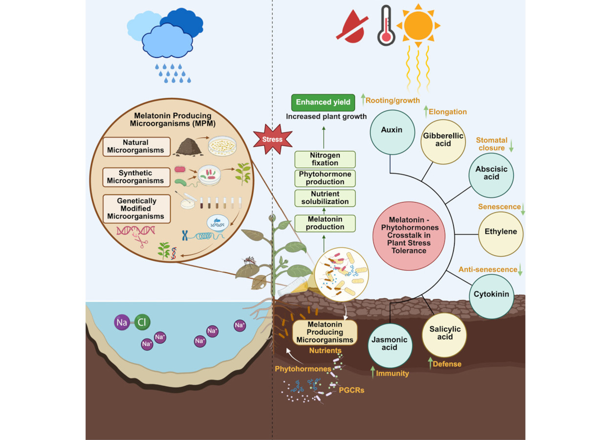 Imagens:&nbsp;doi.org/10.1016/j.isci.2025.113704