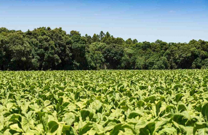 Produtores de tabaco mantêm 156 mil hectares de florestas no Sul
