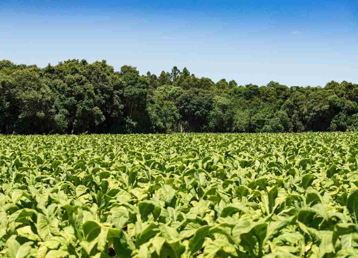 Produtores de tabaco mantêm 156 mil hectares de florestas no Sul