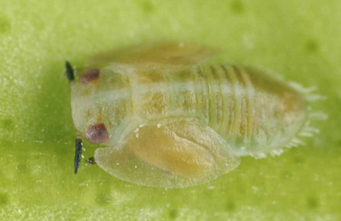 Parasitoides ampliam controle do psilídeo do HLB
