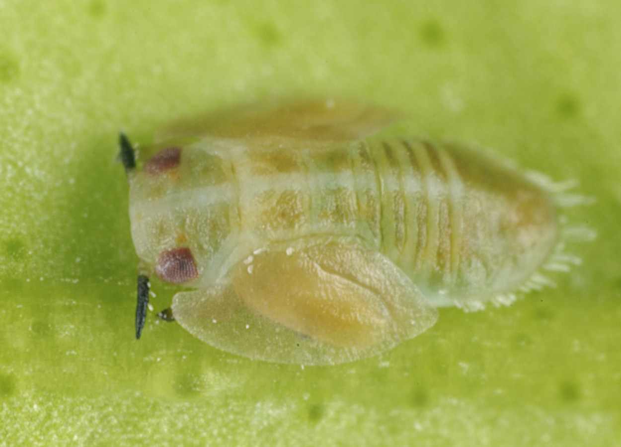 Parasitoides ampliam controle do psilídeo do HLB